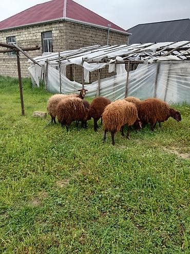 qoç əti: Qoyun sürüsü – ət və yun istiqaməti - Cins: yerli qəhvəyi/qonur — 4