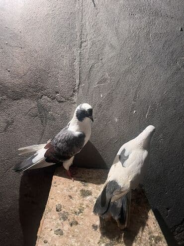 Alfa Romeo: Növ: Ev göyərçinləri (cüt) Rəng: Ağ, boz və qara naxışlı — 1