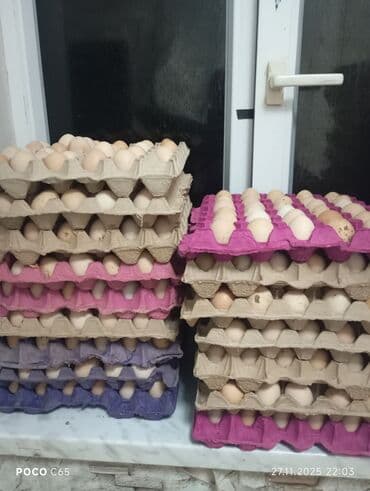 quru sud: Təbii toyuq yumurtası - Ölçü: orta-böyük (şəkillərdə əllə ölçü — 3