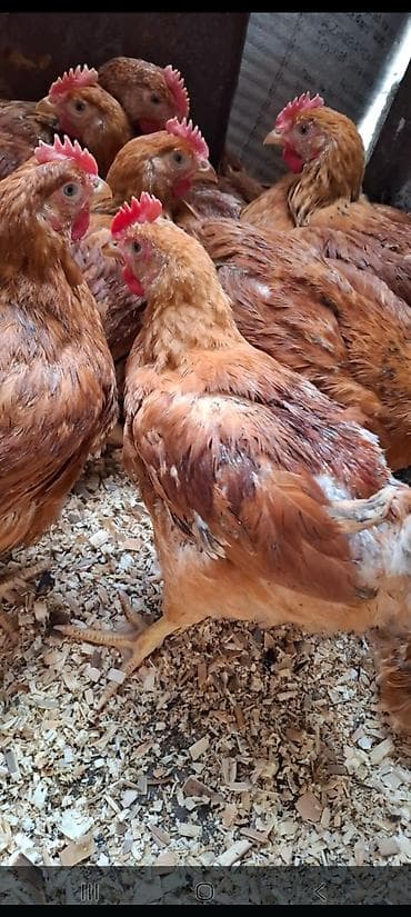 Собаки: Курица, Для мяса — 2