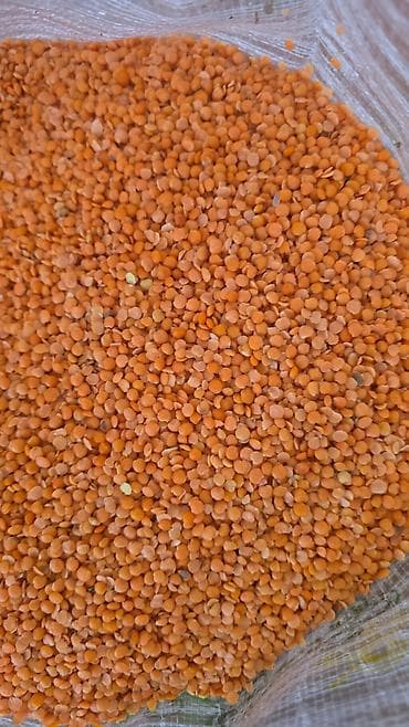 çilədağı bitkisi rus dilində: Topdan satiw — 4