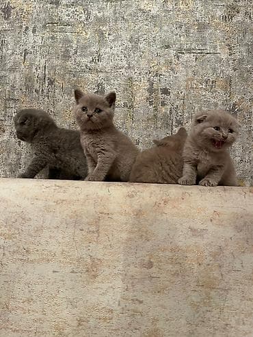 pişik tualeti: Britan — 1