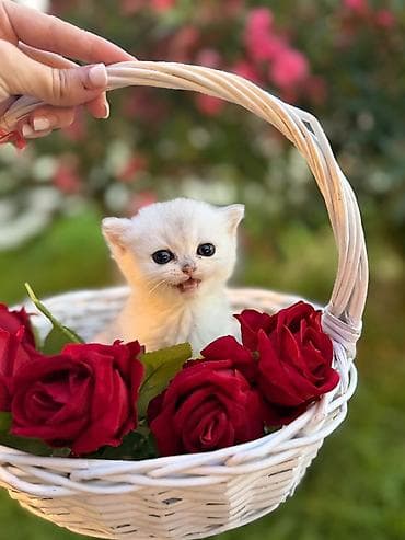 ucuz pişik: 🐾 Sağlam və Gözəl Cins Pişik Balaları Satılır! 🐾 Evinizə sevinc — 2