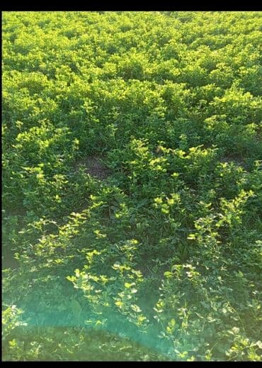 heyvan sahiblenmek: Yonca sahəsi – yemlik ot - Məhsul: Yonca (Medicago sativa) sahəsi — 4