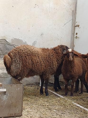 Quzular 5-6 ayliqdilar erkəkdilər xüsusi bəslənirlər meyvə tərəvəzlə