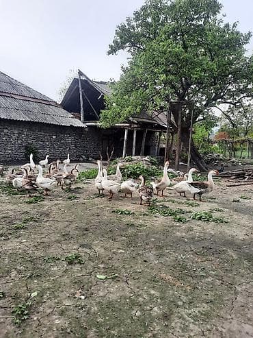 camış balası: Qaz sürüsü – yerli təsərrüfatdan - Növ: yerli (ağ və boz rəngli) ev — 1