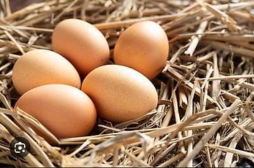 süd qiymeti: Təbii kənd yumurtası - Azad bəslənən toyuqlardan. - 100% təbii. - — 2