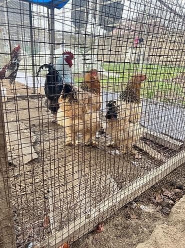 hind qusu satisi: Toyuq, Ətlik — 6