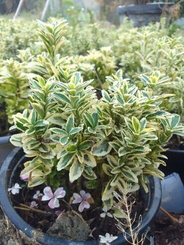 helba bitkisi faydaları: Həmişə yaşıl — 1