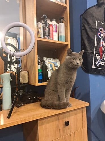 Çanta və çexollar: Şortlad satıram burda olmuyacam deyə sahiblənmək isdiyən ciddi şəxslər — 2