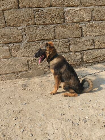 Грызуны: 6 месяцев, Самец, С прививками — 2