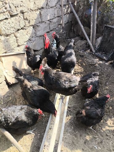 arpa bugda: Toyuq, Damazlıq — 5