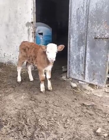 dişi dana: Satılır: balası ilə inək - Cins tip: Simmental tipli, qırmızı-ağ — 6