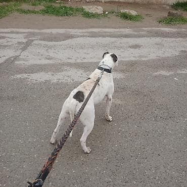 ağ siçan: Amerikan buldoqu, Erkek, Peyvəndli — 5