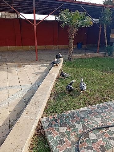 Yemlər: Satılır: Misk ördəkləri (indoutka) - Növ: Misk (hind) ördəyi - — 3