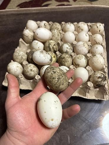 Mürəbbələr: ✔️Mayalı ördək yumurtası satılır❗️0,60 qəp❗️ Kənd şəraitində — 2
