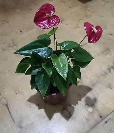 Antirium 14. Fikus lyrata 7. - Məhsul: Otaq bitkiləri (2 növ) 1)