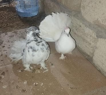 Ördəklər: Cut — 2