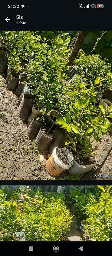 Satılır: Çaytikanı (Sea buckthorn) tingləri - Növlər: meyvə verən