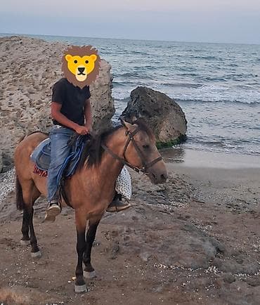 at sekli cekmek: Dənizkənarı gəzinti üçün yəhərli at icarəsi - Nəqliyyat: yəhərli və — 1