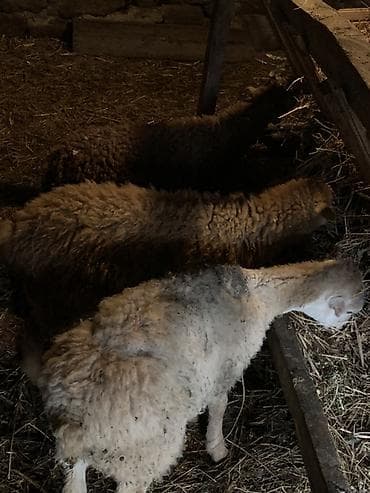 heyvan qoyun: Məhsul: Qoyun-quzu heyvanları Təsvir: - Şəkillərdə müxtəlif rəngdə — 2