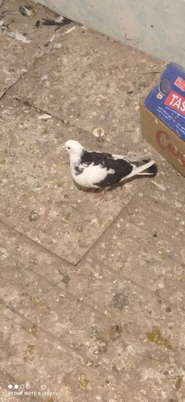 it satilir ucuz: Beli çəp erkək tam sağlam heyvan dı real alıcı narahat etsin — 3