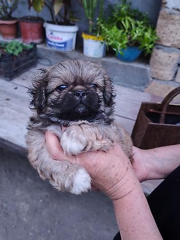 ağ quyruq ağlıca: Pekines, 1 ay, Erkek — 3