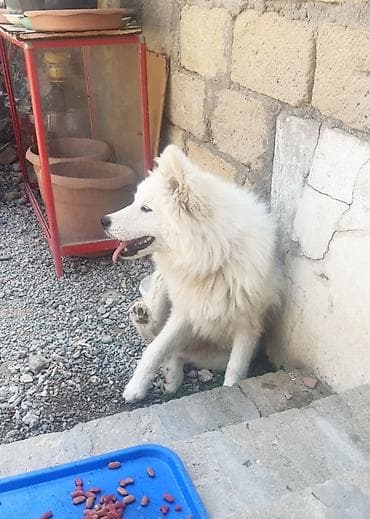 gəlincik heyvan: Samoyed, 8 ay, Erkek — 2