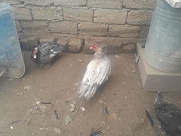 Keçilər, çəpişlər: Lavanda cutu 80 ikisi birlikde 11 kqdi Təsvir: - Şəkillərdə görünən — 4