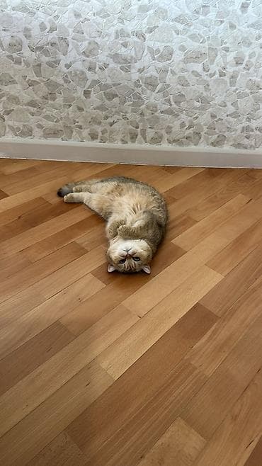 Britan, Dişi, Yaxşı əllərə, Ünvandan götürmə