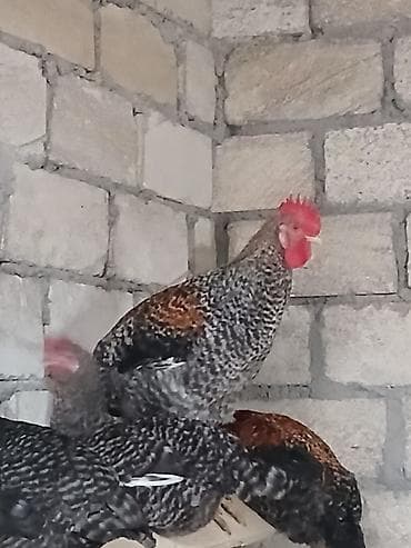 tap az heyvanlar: Toyuqlar — 4