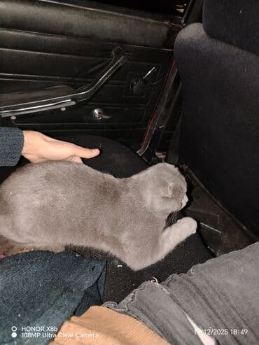 вислоухий кот купить: Шотландская — 2