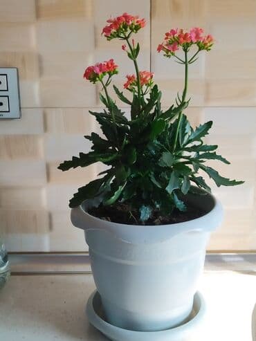 helba bitkisi faydaları: Уличные растения — 5