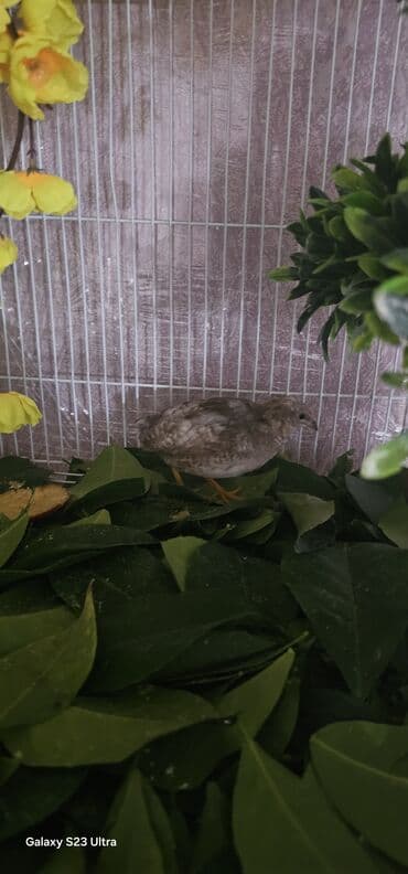 bildircin az: Çin bildirçini dişi di yumurtayan quşdu qiyməti 25 m endirim isdəməyin — 2