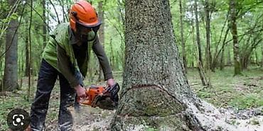 Digər tikinti xidmətləri: Ağac kesmek budamaq işləri görülür.🪚 Kotukleri səliqəli dogramaq qol — 3