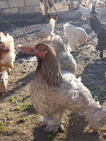 toyuq cuce satiram: Toyuq, Brama, Damazlıq — 1