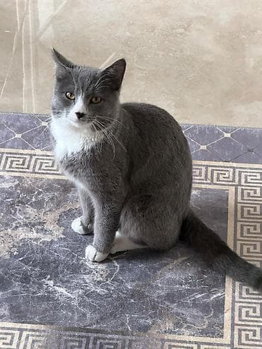 pişik erkek: Britan, Yaxşı əllərə — 3