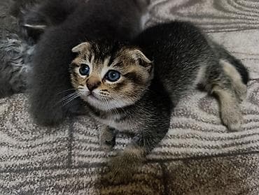 С/х животные и товары: Anasi sotlan/britan / Atasi sinsilla — 4