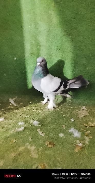 turac quşu: Salam taklalar satılır. erkek maya cütü 50 azn — 6