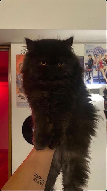 Pers pisiyi erkekdi qisir deyil 8 ayliq baladi qurd dermani verilip — 3