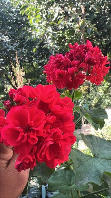 продажа комнатных растений: Her nov guler var endirimnen verecem Gencedi istiyen yazsin satiş — 14