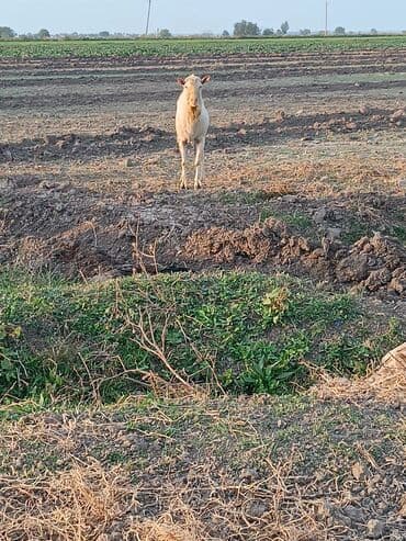 cins inekler: Ağ rəngli erkək keçi təmiz zanen 2 yaşı var əlavə məlumat üçün zəng — 1