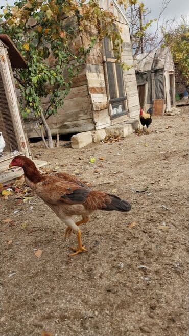 попугай жако купить в баку: 7 aylıq fərədi — 5