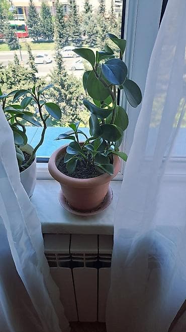 gece gunduz gulu: Peperomiya (Peperomia obtusifolia) – dekorativ yarpaqlı otaq bitkisi — 2