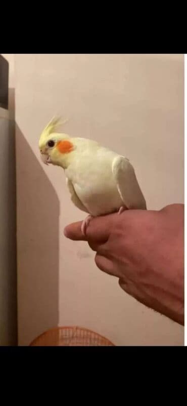 xaski itleri satisi: Salamlar kinde korellar varsa aliram kimde varsa yaza biler neqeder — 1