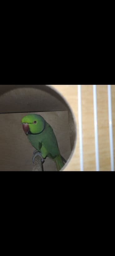 Cute teze atilmis saglam quslardi disi qus 1 2 sozde diyir sadece