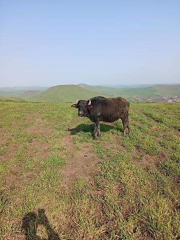 Digər heyvanlar: Su camışı – yerli otlaqda saxlanılıb ayın axırına balası olacaq — 1