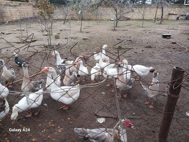 cins inekler: Erkək, Damazlıq — 5