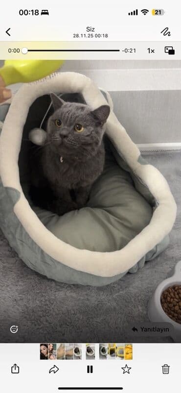 Pişik satılır. Ustunde her şey verılır Pişik üçün aksesuar və — 4