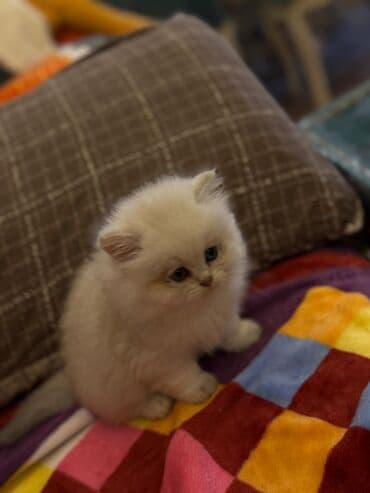 şotlan pişik: Şotland yastı qulaq, Erkək, Dişi, Yaxşı əllərə, Ünvandan götürmə, Pulsuz çatdırılma, Ödənişli çatdırılma — 225